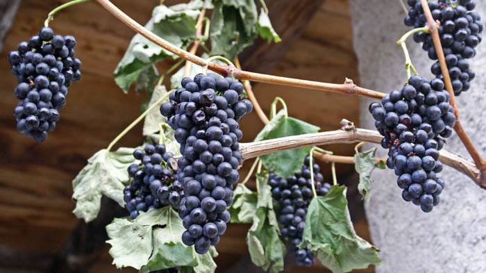 Freizeittipp: Trottenfest Herbstmarkt und Eseltage im Ballenberg   