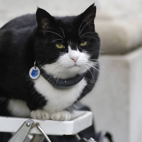 Katze des britischen Aussenministeriums geht in Rente