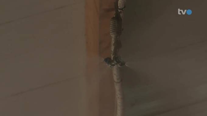 Schwitzende Kühe: Bauern investieren in Kühlanlagen