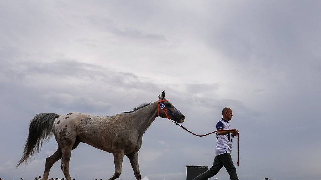 Zwölf Tage lang ist Tryon (USA) das Mekka des Pferdesports. Gleich in acht Disziplinen werden die Weltmeister ermittelt