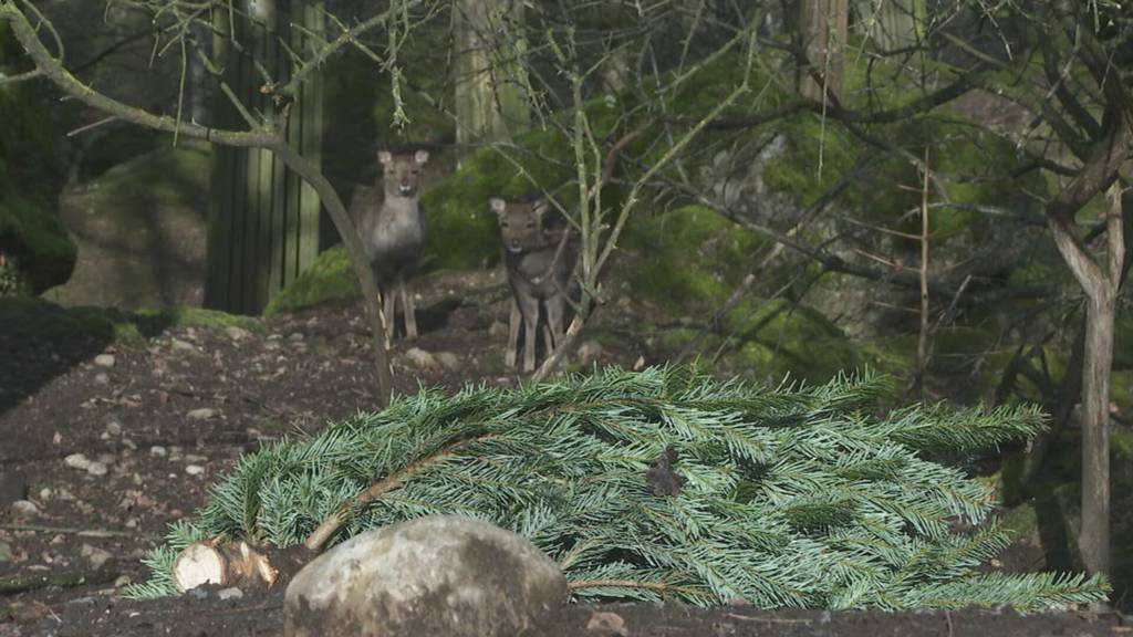 Tierpark Goldau verfüttert Christbäume