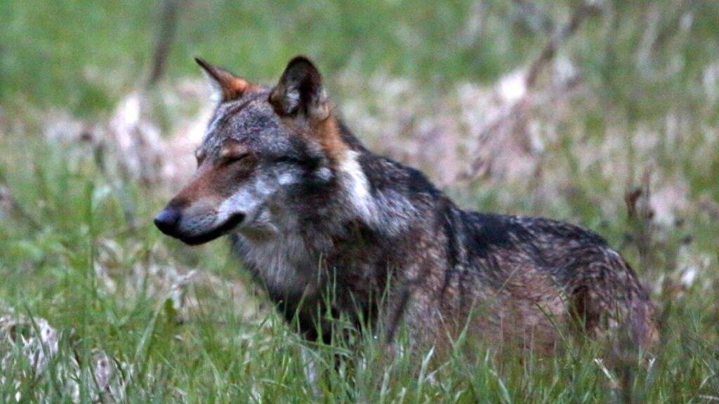 Die Wildhut vermutet, dass ein Wolf im Klein Melchtal ein Rind gerissen hat. (Symbolbild)