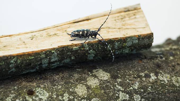 Gefährlicher Käfer breitet sich in Luzern aus, Zürich gibt Entwarnung