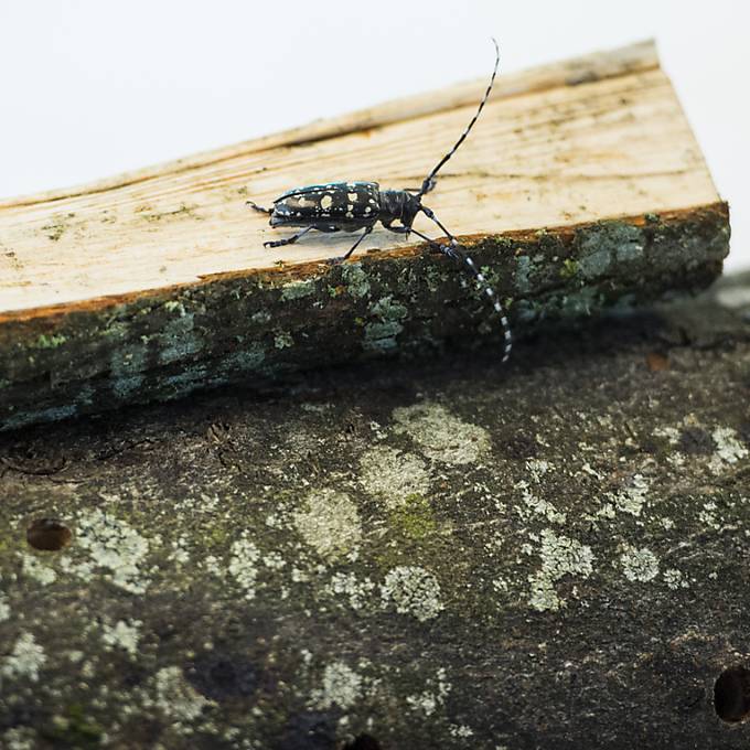 Gefährlicher Käfer breitet sich in Zell aus