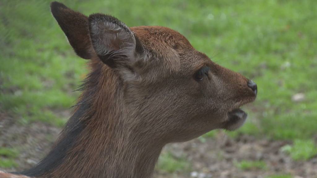 Weniger Abschüsse: Warum die Jagd in diesem Herbst schwieriger ist