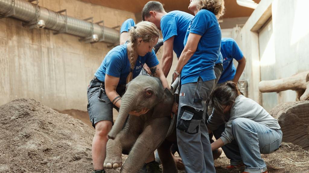 Erneutes Drama um Elefanten-Baby im Zoo Zürich: Kalb kurz nach Geburt eingeschläfert