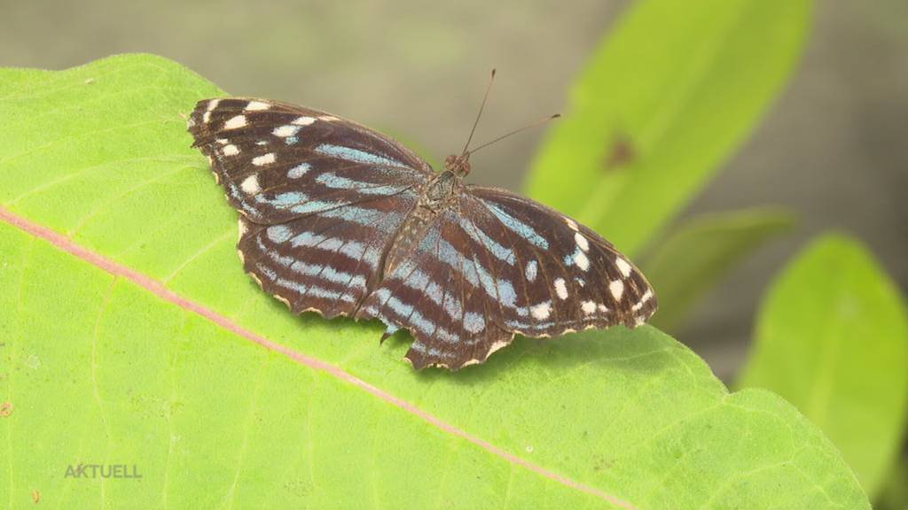 Prachtexemplare: Alfons Knecht züchtet in Gebenstorf exotische Schmetterlinge im Garten