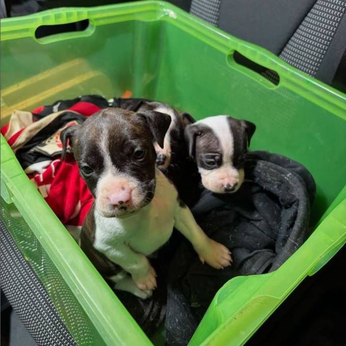 Unbekannte setzen Hundewelpen im Wald in Elsau aus