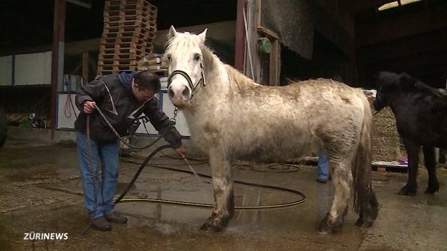 Aargauer Pferdebesitzer lässt seine Tiere im Stich