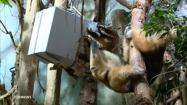 Kleiner Ameisenbär als Zoo-Star