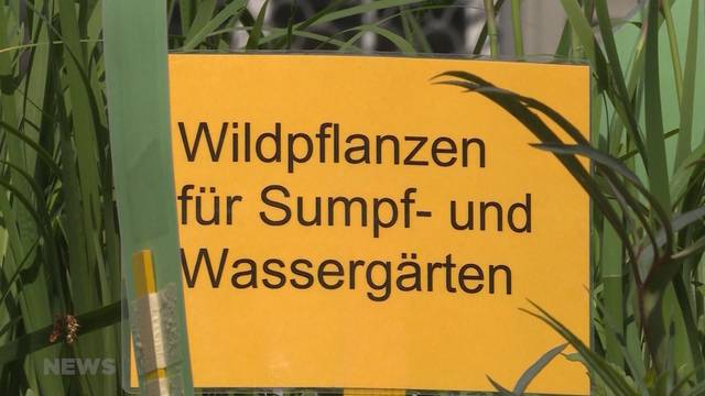 Wildpflanzen-Trend wächst immer mehr