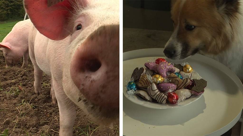 Kamerasau / Wenn Haustiere an Weihnachten naschen