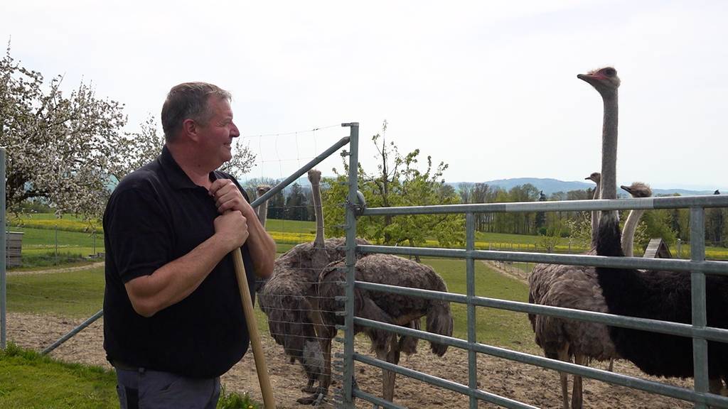 Straussen-Zucht als Familienhobby