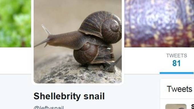 Kontaktanzeige für eine besondere Schnecke