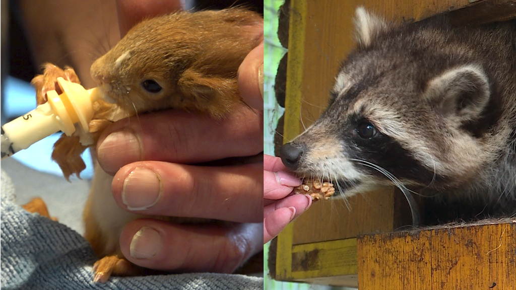 Eichhörnchen Pflegestatoin / Waschbären