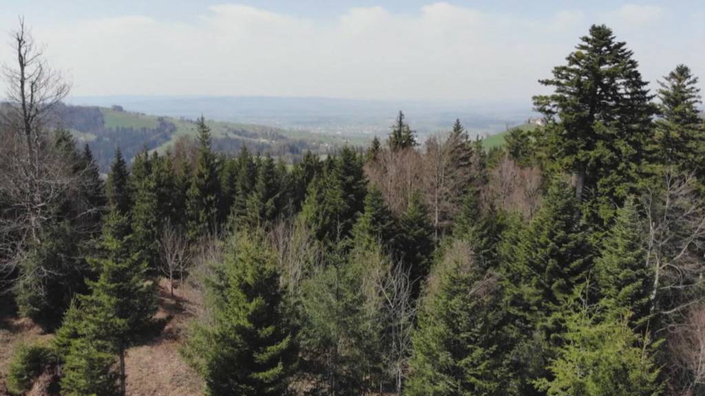 Neues Waldgesetz sorgt im Kanton Zug bei Bikern für Unstimmigkeiten