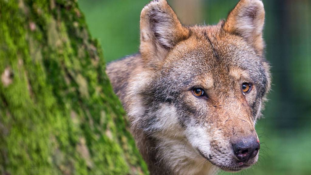 Kanton Wallis will Wolf abschiessen lassen