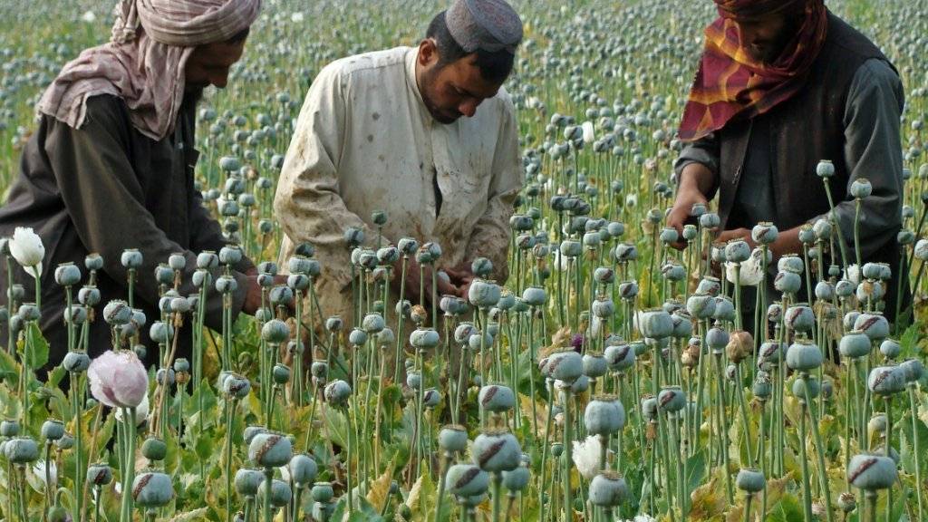 Opium-Ernte in der Provinz Helmand (Archiv)