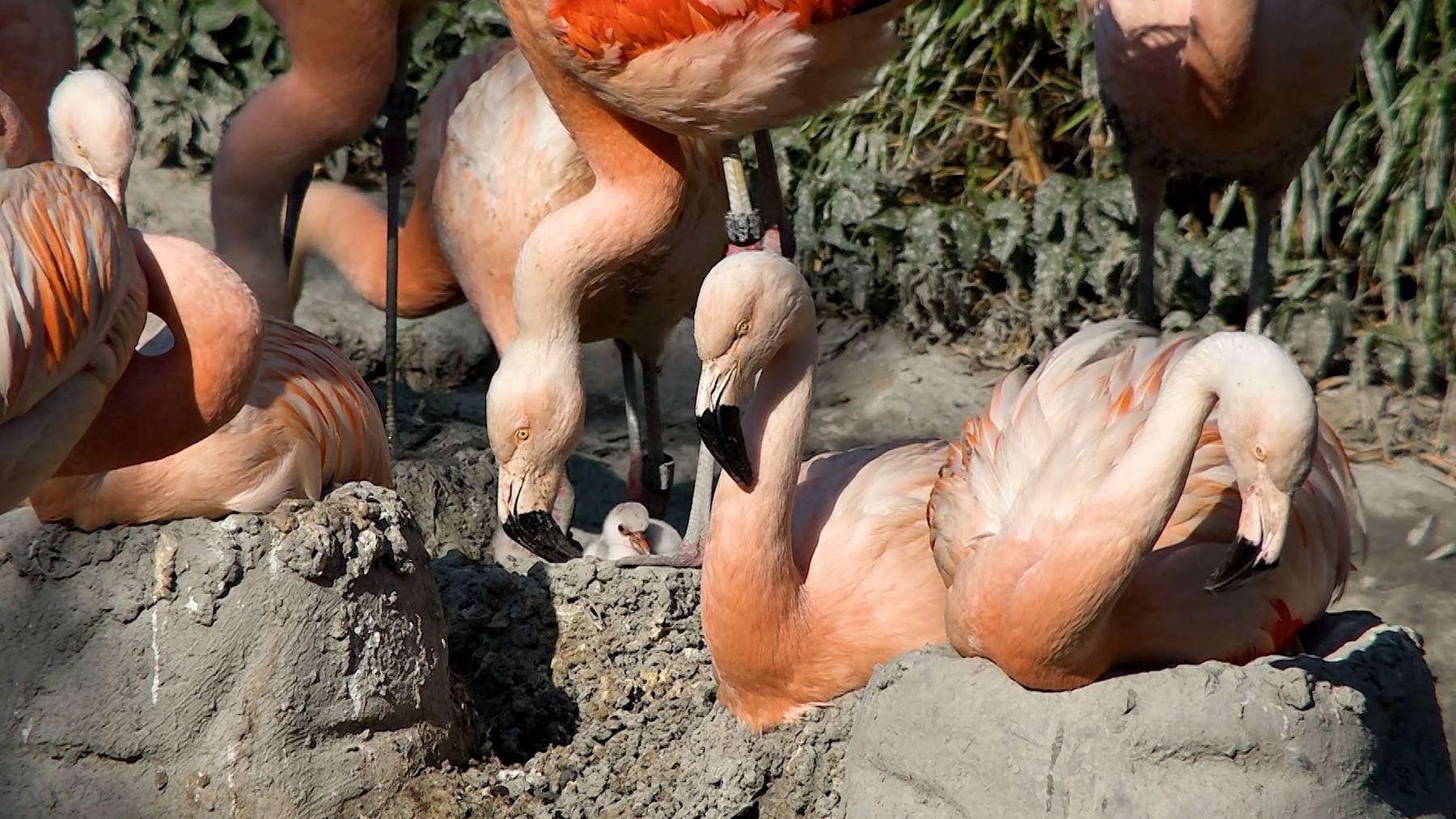 Flamingo Nachwuchs Zoo Zuerich 