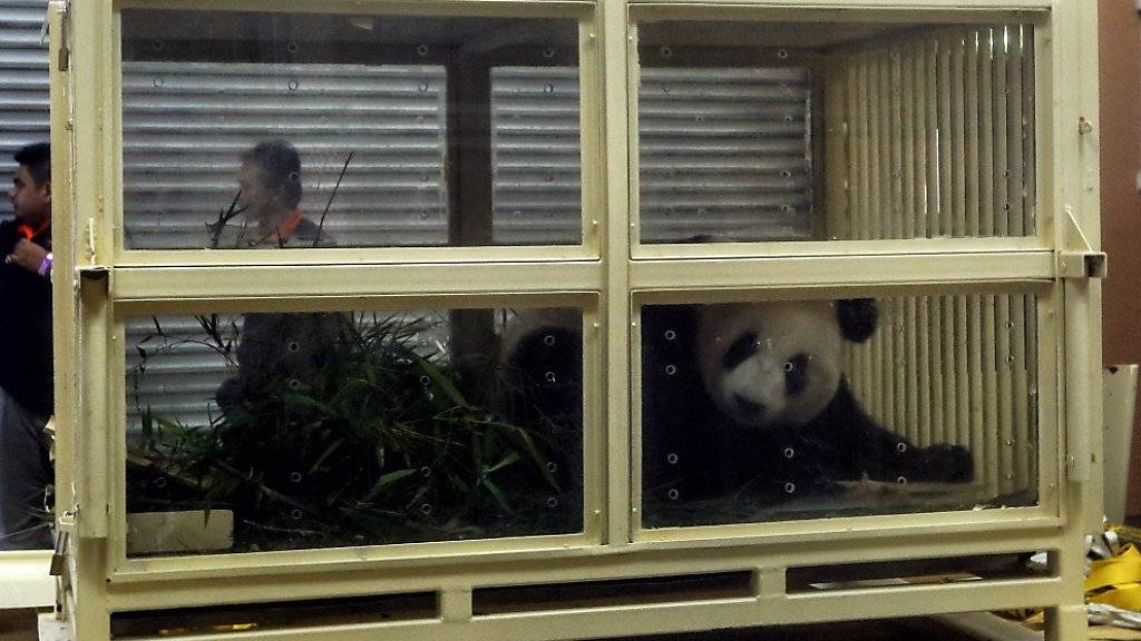 Das junge Riesenpanda-Weibchen Nuan Nuan wird wegen Platzmangels im Zoo von Malaysia nach China ausgeflogen.