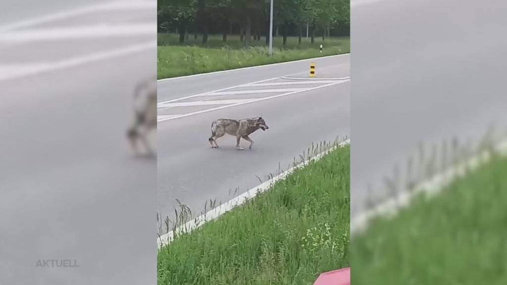 Weiter Weg: Der in Mumpf von einem Zug getötete Wolf kam aus Italien
