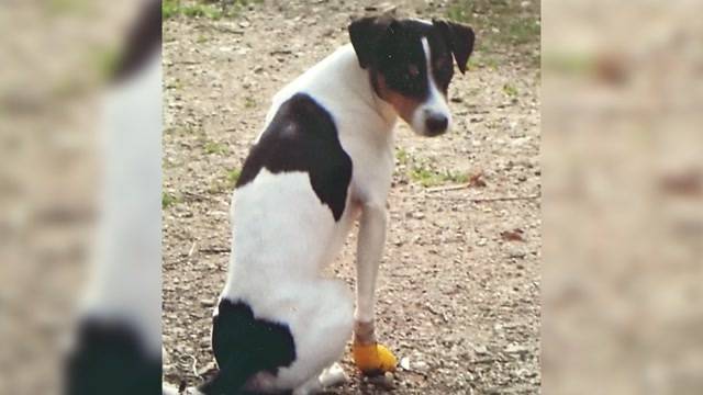 Hunde-Totschlägerin freigesprochen