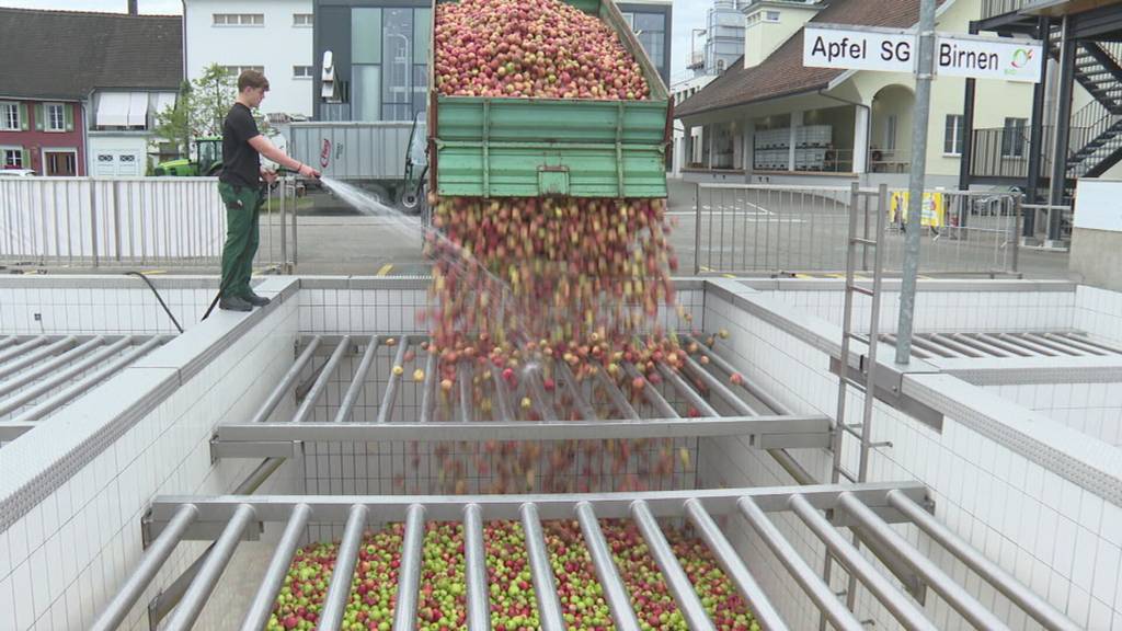 Gute Qualität aber eher wenig – Wetter sorgt für durchzogene Apfelernte