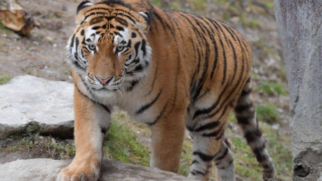 Amurtiger Sayan erkundet momentan seine neue Heimat im Zoo Zürich und lernt seine neue Partnerin, Tigerdame Elena, langsam kennen.