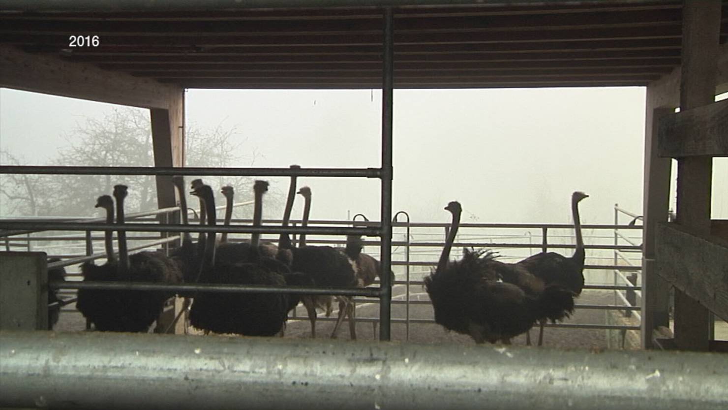 Straussenfarm ohne Strausse: Mörschwiler Farm sattelt um | TVO Online