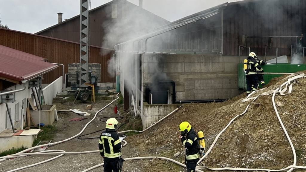 Feuerwehrleute löschen in Oppikon TG den Brand in einem Grossstall mit mehreren hundert Schweinen.