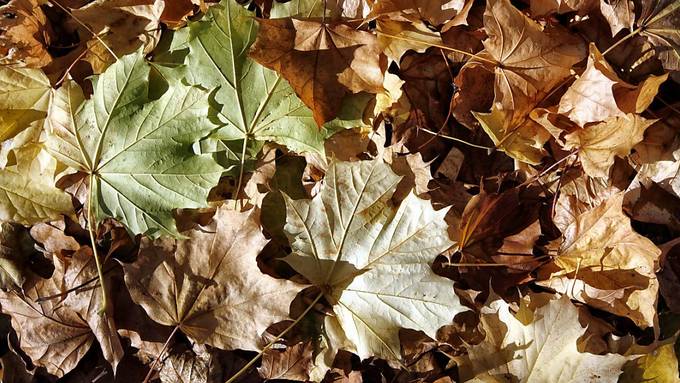 Trockenheit lässt Blätter und Nadeln früher fallen