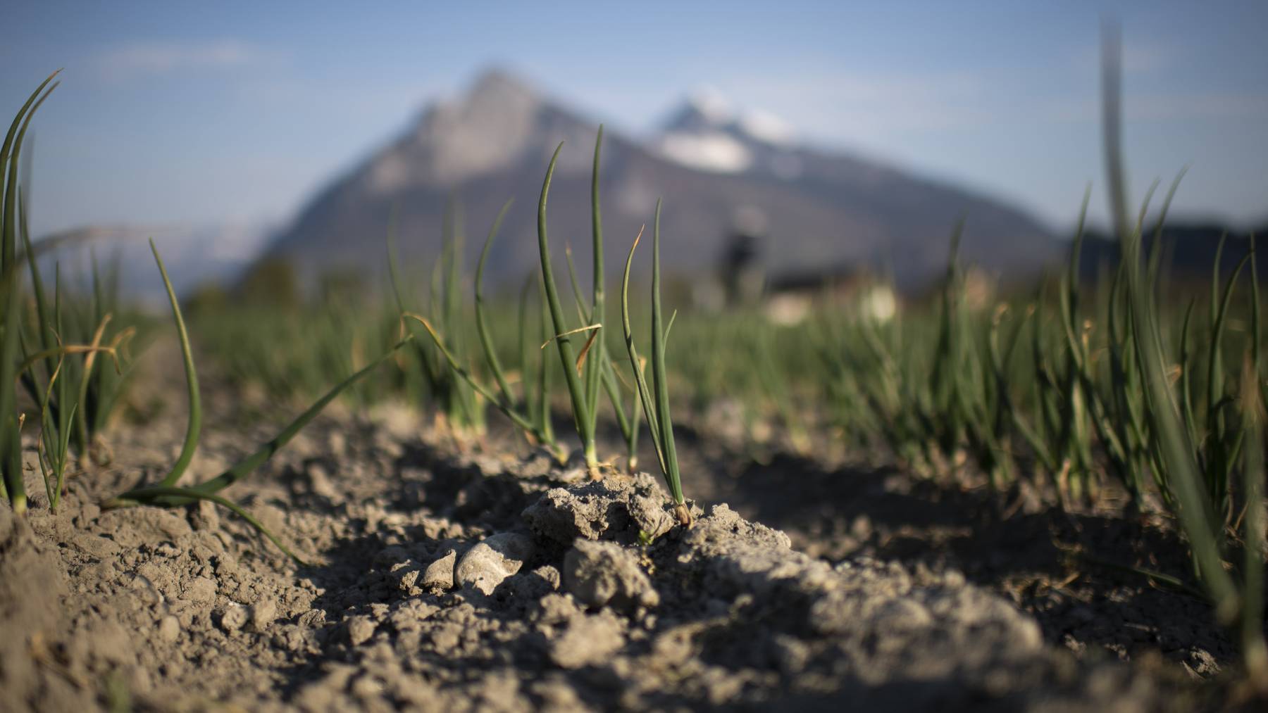 Ein trockenes Feld mit Winterzwiebeln in Bad Ragaz (SG). Seit Mitte März hat es in der Schweiz kaum Niederschläge gegeben. Mehrere Kantone haben bereits Feuerverbote erlassen und in der Landwirtschaft muss bewässert werden.