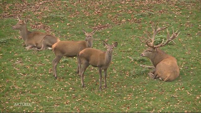 Unverhoffter Geldsegen für Wildpark Roggenhausen