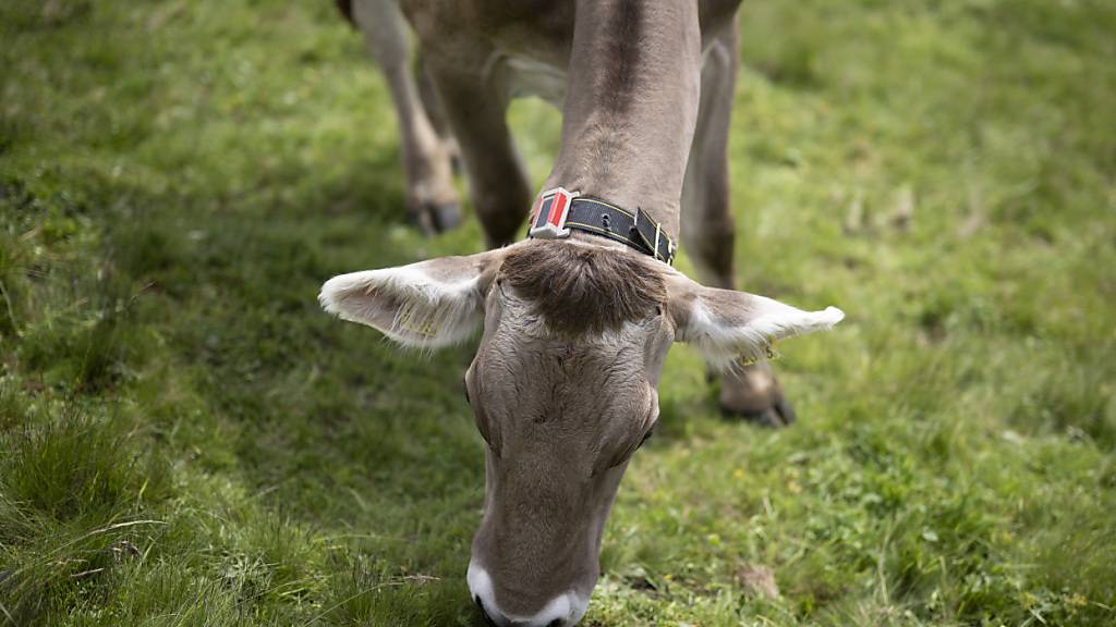 Kühe können mit der Maul- und Klauenseuche angesteckt werden. (Symbolbild)