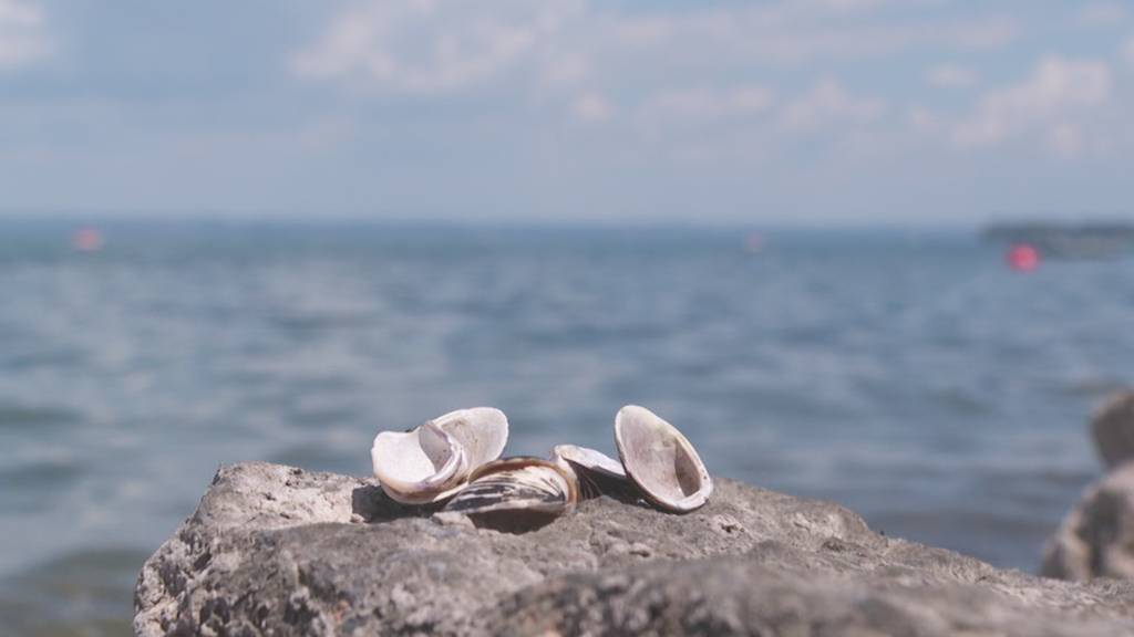 Verletzungsgefahr durch invasive Art im Bodensee