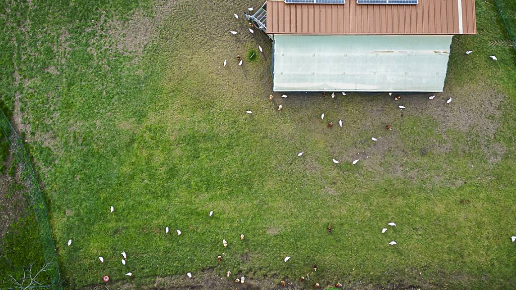 Kanton Zürich hebt alle Vogelgrippe-Massnahmen wieder auf