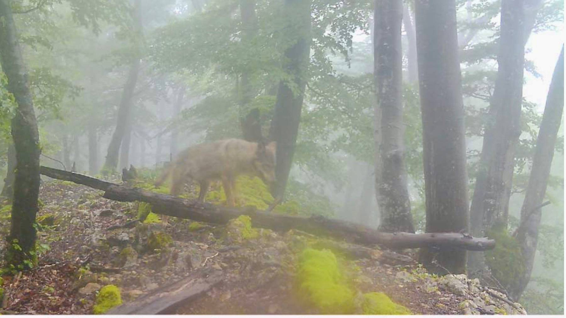 wolf Wildtierkamera Küttigen 240603