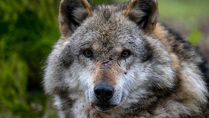«Schlecht für Alpwirtschaft und Tourismus, wenn Wölfe in der Gegend sind»