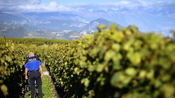 Diebe stehlen fast 8,3 Tonnen Weintrauben im Wallis