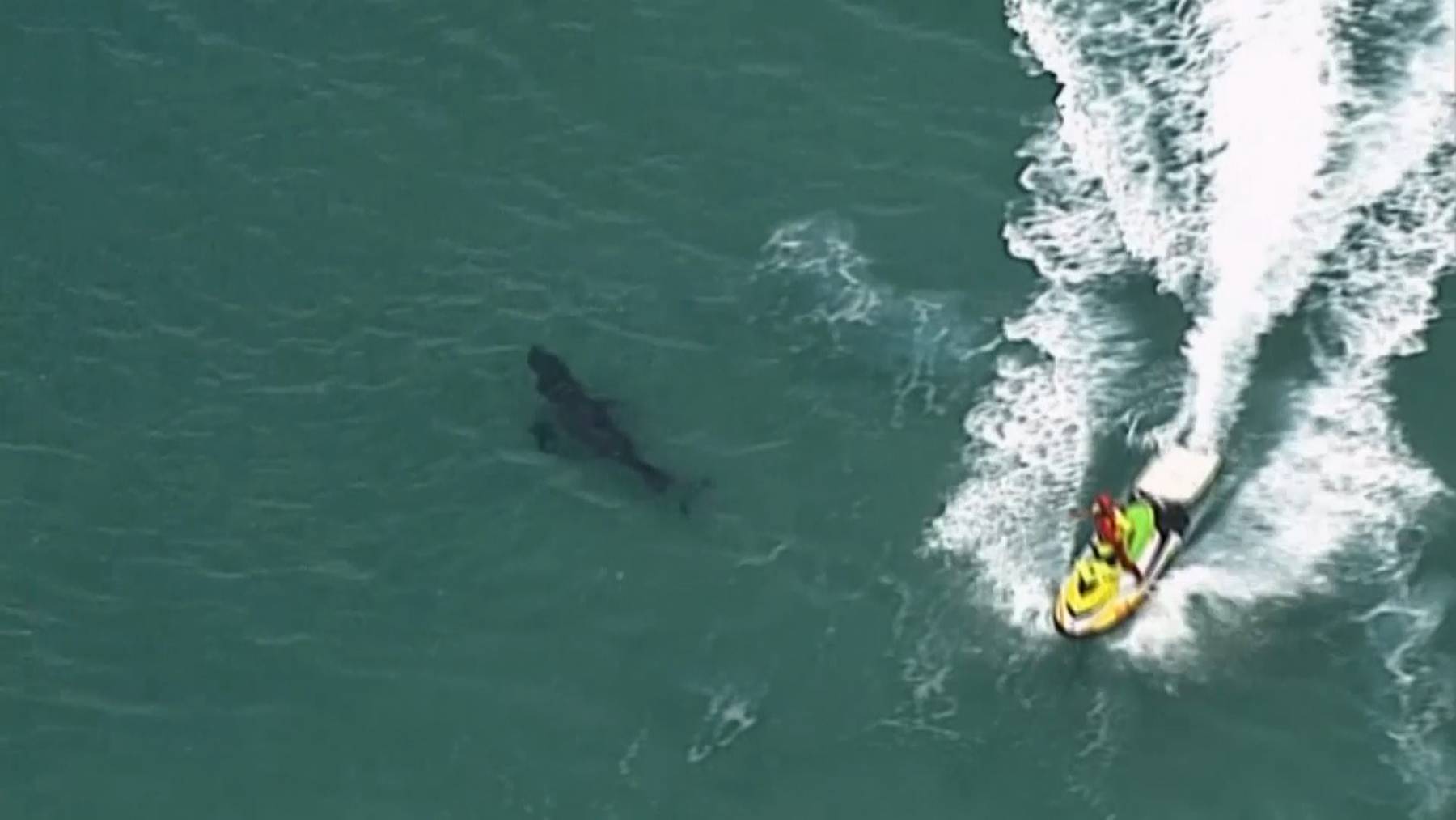Thumb for ‹Surfer stirbt bei Hai-Attacke ›