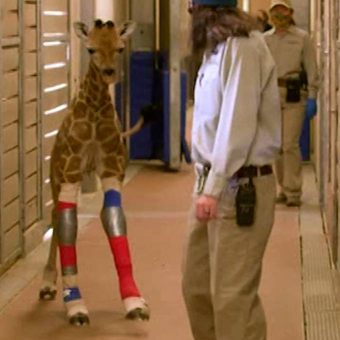 Giraffenbaby kann dank modernen Beinschienen wieder laufen