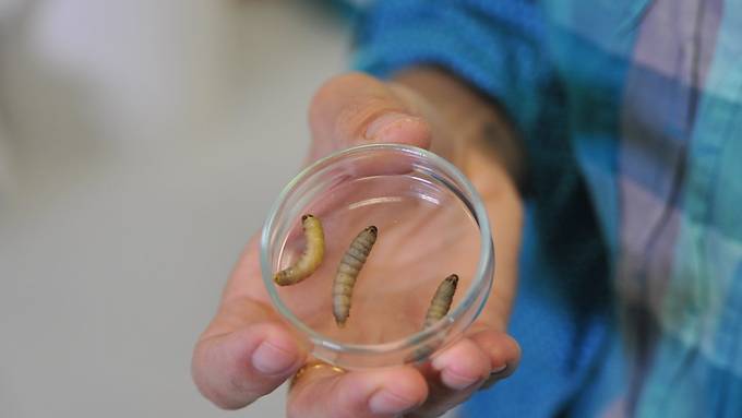 Kleine Raupe mit grossem Appetit auf Plastik