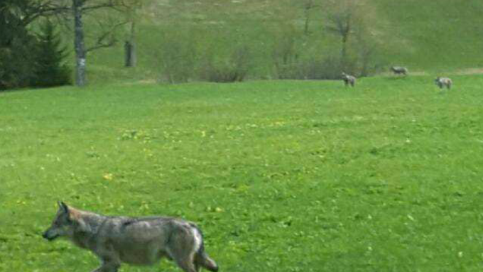 Wolf ist in Vättis unerwünscht