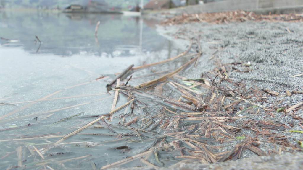 Hochwasserschutzmassnahmen am Lauerzersee