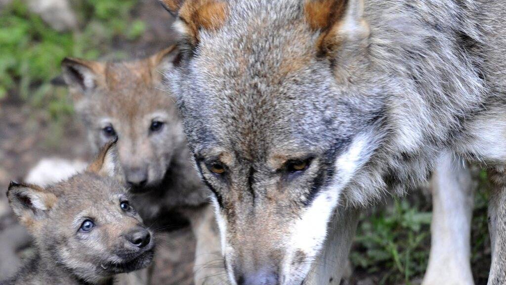 Glarner Regierung beantragt Regulierung eines Wolfsrudels