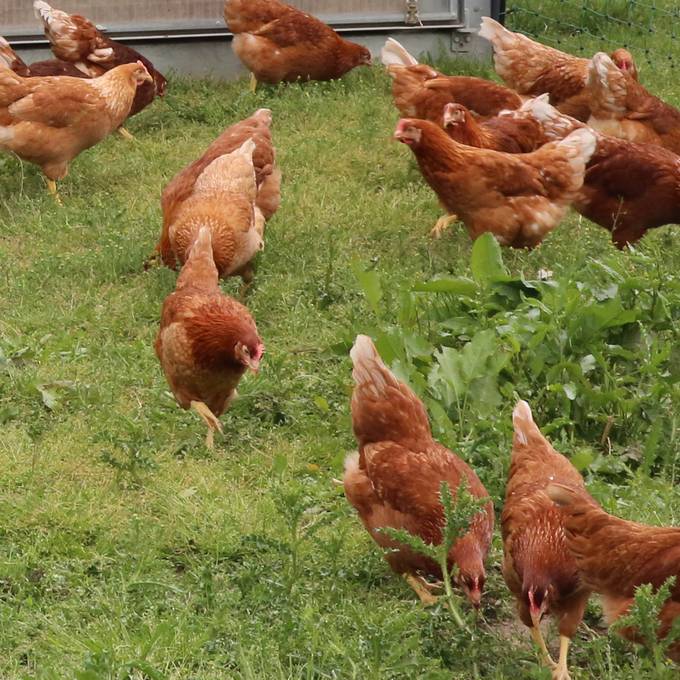 So geniessen Ostschweizer Hühner wieder die frische Luft