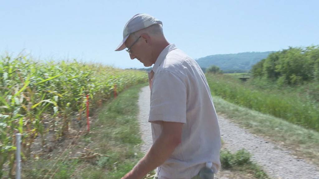 Naturschützer lancieren Klimaschutzprojekt im Drei-Seen-Land