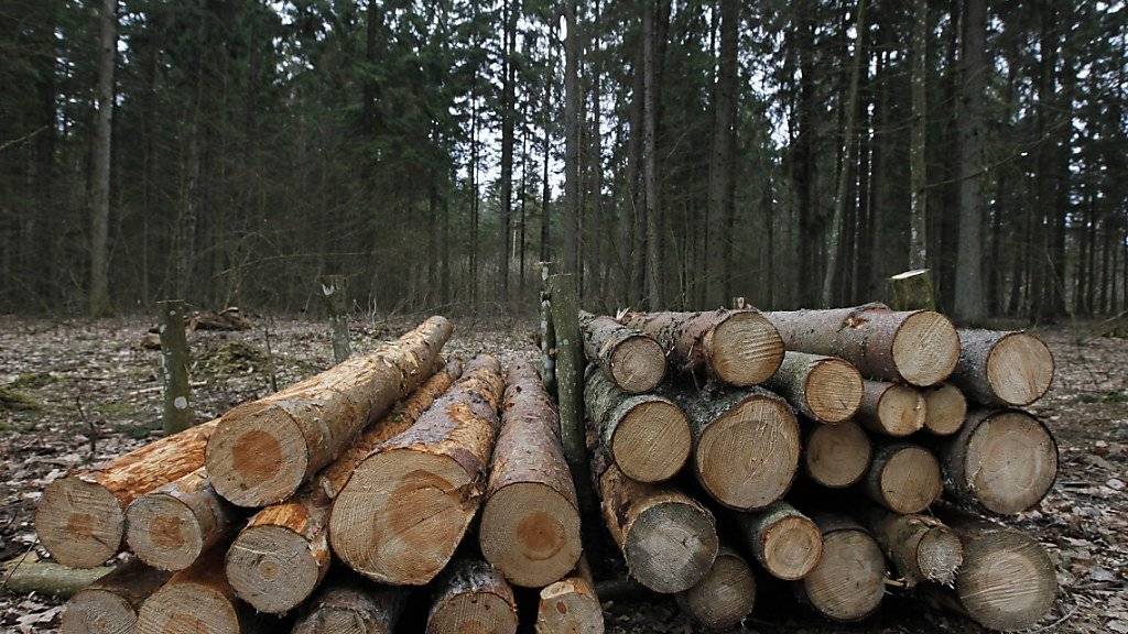Baumstämme gefällter Bäume im geschützten Urwald Białowieża (Archiv)