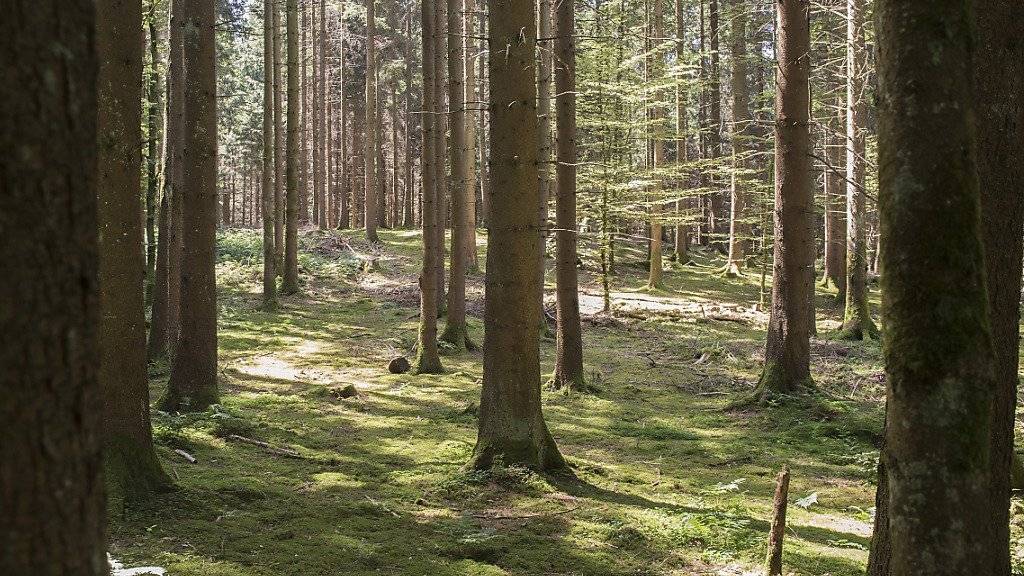 Der Wald soll fit gemacht werden für den Klimawandel. (Archiv)