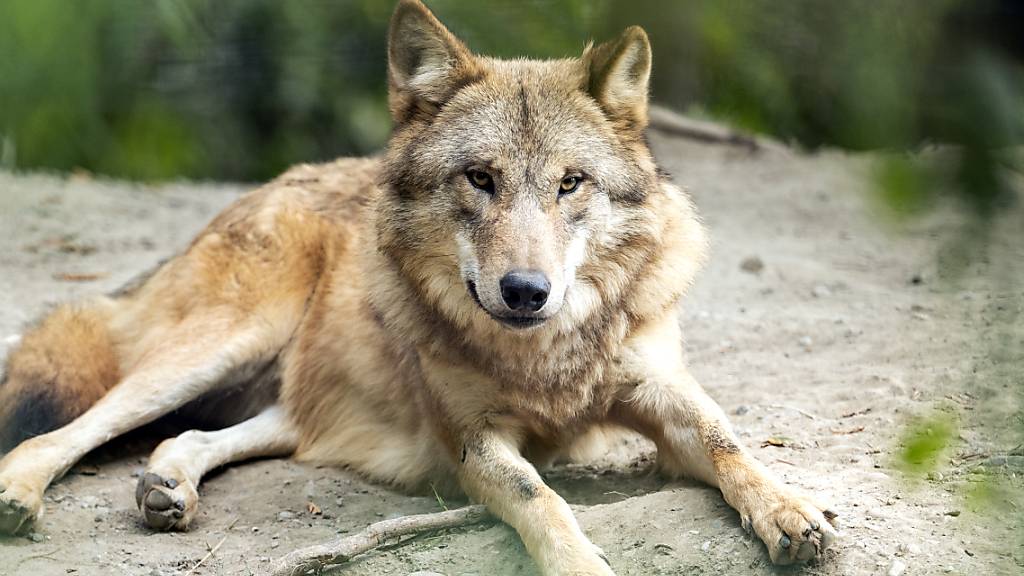 Ein Wolf im Zoo Zürich. Abschüsse wildlebender Tiere sollen nach dem Willen des Parlaments künftig einfacher möglich sein. (Archivbild)